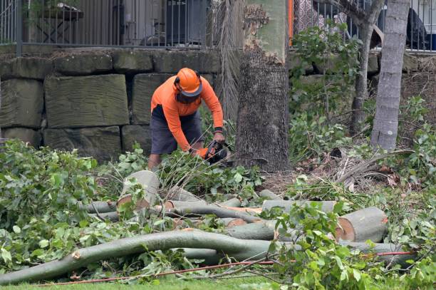 Why Choose Our Tree Removal Services in Dover, FL?